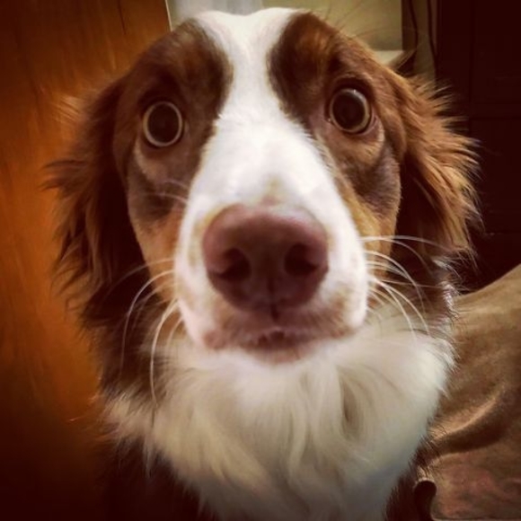 Meet your Posher, Royce - Picture 1 of 1